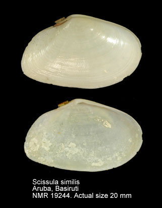 Scissula similis.jpg - Scissula similis(J.Sowerby,1806)